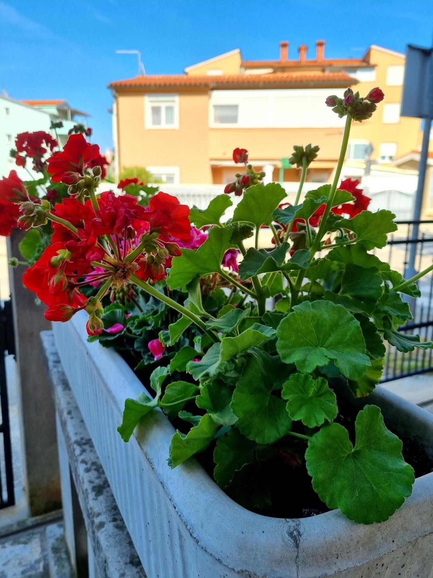 Apartments Ema Pula Zewnętrze zdjęcie